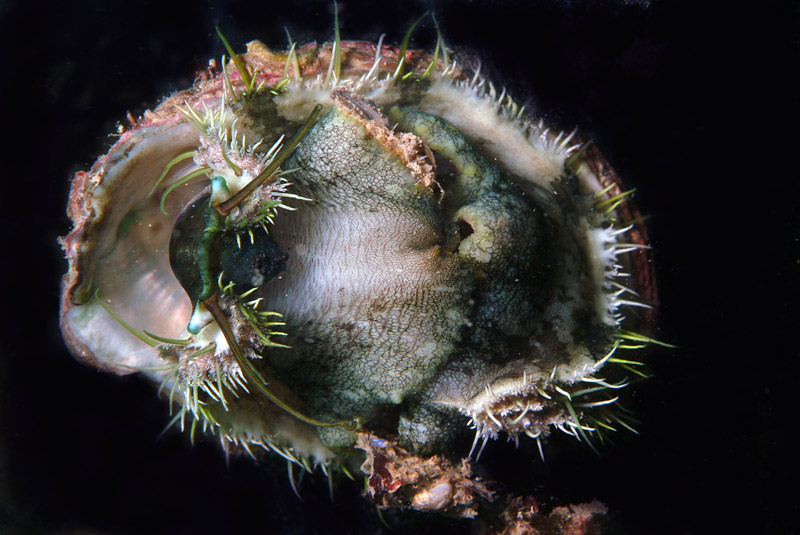 Haliotis sp.